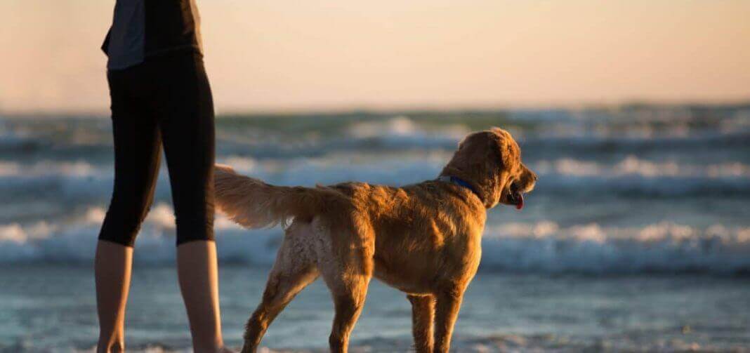 #1 Pet Friendly Sober Living in Malibu